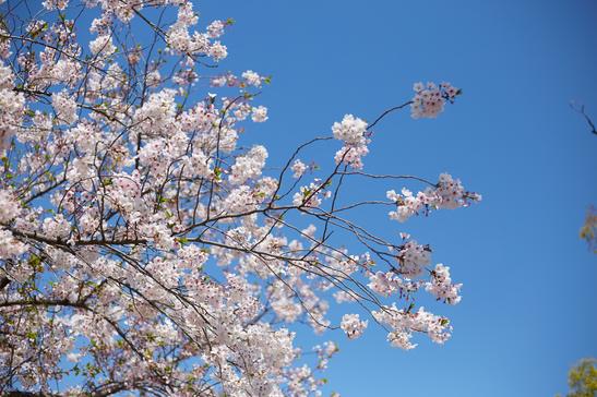 多伦多大学环境工程-学士BASc专业情况和入学要求